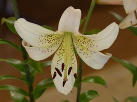 Foto: Dr. Peter Müller